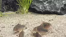 Corydoras gossei