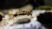 corydoras habrosus - Schachbrett-Zwergpanzerwels