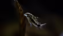 corydoras habrosus - Schachbrett-Zwergpanzerwels