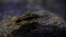 corydoras habrosus - Schachbrett-Zwergpanzerwels