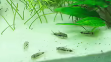 Corydoras habrosus, Salz- und Pfefferwels
