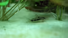Corydoras habrosus, Salz- und Pfefferwels