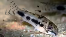 Corydoras habrosus