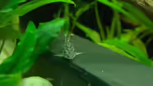 Corydoras habrosus