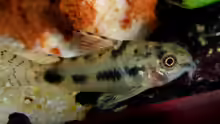 Corydoras habrosus