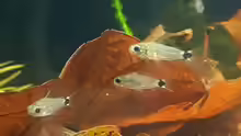 Corydoras hastatus
