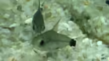 Corydoras hastatus