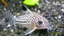 Corydoras julii (Juliipanzerwels)