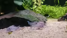 Corydoras Julii und Amanogarnele