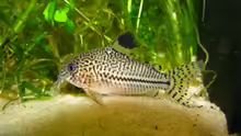 Corydoras julii