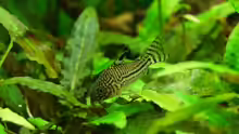 Corydoras julii