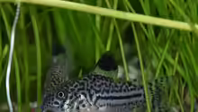 Corydoras julii