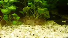 Corydoras leopardos
