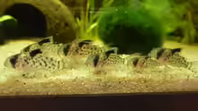 Corydoras leucomelas
