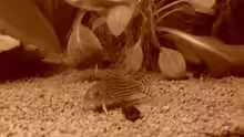 corydoras monocrom