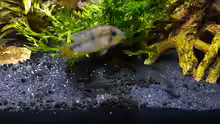 Corydoras nanus