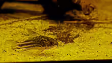 Corydoras napoensis