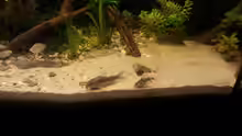 Corydoras paleatus + Corydoras aeneus