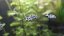 Corydoras Paleatus 3 - 10.01.2015