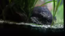 Corydoras Paleatus 4 - 10.01.2015