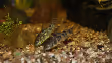 Corydoras paleatus (marmorierter Panzerwels)