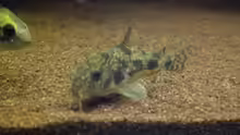Corydoras paleatus