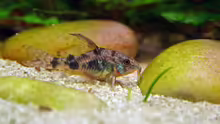 Corydoras paleatus