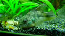 Corydoras paleatus