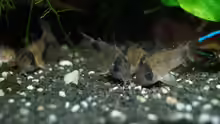 Corydoras panda beim Fressen
