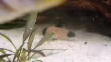Corydoras panda (Panda-Panzerwels)