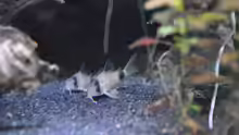 Corydoras panda/Panda Panzerwels