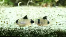 Corydoras panda