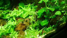 Corydoras panda