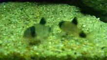 Corydoras panda