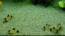 Corydoras panda