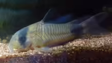 Corydoras panda