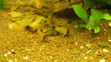 Corydoras panda