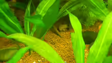 Corydoras panda