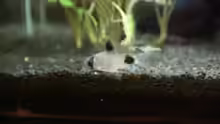 Corydoras Panda