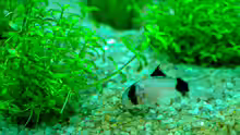 Corydoras panda