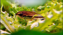 Corydoras pygmaeus
