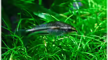 Corydoras pygmaeus