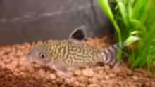 Corydoras reticulatus - Netzpanzerwels