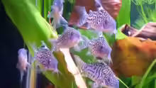 Corydoras reticulatus