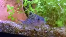 Corydoras reticulatus