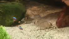 Corydoras schwartzi
