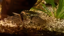 Corydoras schwartzi