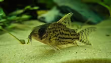Corydoras schwartzi