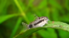 Corydoras schwartzii