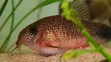 Corydoras similis
